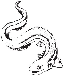 Иллюстрация к книге — Палеонтология антрополога. Книга 2. Мезозой [i_007.jpg]