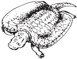 Иллюстрация к книге — Палеонтология антрополога. Книга 2. Мезозой [i_018.jpg]