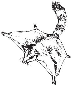 Иллюстрация к книге — Палеонтология антрополога. Книга 2. Мезозой [i_068.jpg]