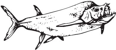 Иллюстрация к книге — Палеонтология антрополога. Книга 2. Мезозой [i_074.jpg]