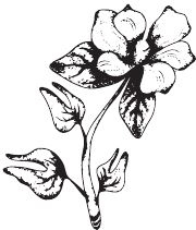 Иллюстрация к книге — Палеонтология антрополога. Книга 2. Мезозой [i_076.jpg]