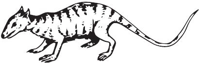 Иллюстрация к книге — Палеонтология антрополога. Книга 2. Мезозой [i_114.jpg]