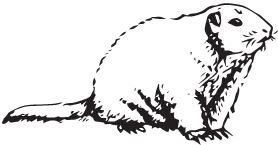 Иллюстрация к книге — Палеонтология антрополога. Книга 2. Мезозой [i_115.jpg]