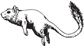 Иллюстрация к книге — Палеонтология антрополога. Книга 2. Мезозой [i_116.jpg]