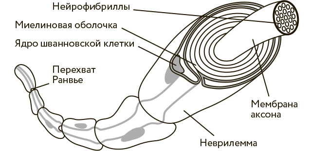 Иллюстрация к книге — Научное мировоззрение изменит вашу жизнь. Почему мы изучаем Вселенную и как это помогает нам понять самих себя? [i_018.jpg]