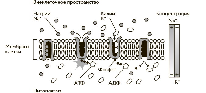 Иллюстрация к книге — Научное мировоззрение изменит вашу жизнь. Почему мы изучаем Вселенную и как это помогает нам понять самих себя? [i_023.jpg]