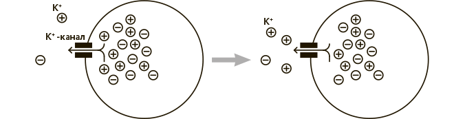 Иллюстрация к книге — Научное мировоззрение изменит вашу жизнь. Почему мы изучаем Вселенную и как это помогает нам понять самих себя? [i_024.jpg]