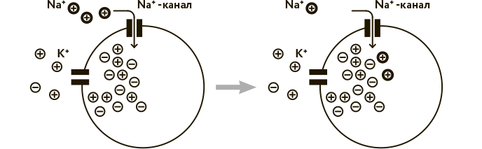 Иллюстрация к книге — Научное мировоззрение изменит вашу жизнь. Почему мы изучаем Вселенную и как это помогает нам понять самих себя? [i_026.jpg]