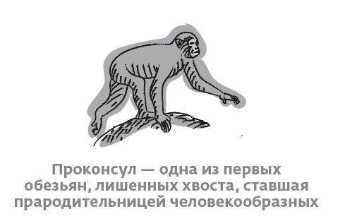 Иллюстрация к книге — Сапиенс для пляжа: изучаем происхождение человека [i_005.jpg]