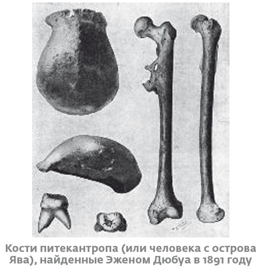 Иллюстрация к книге — Сапиенс для пляжа: изучаем происхождение человека [i_009.jpg]