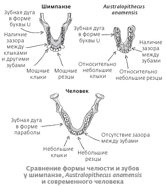 Иллюстрация к книге — Сапиенс для пляжа: изучаем происхождение человека [i_013.jpg]