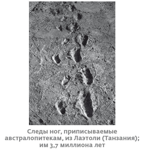 Иллюстрация к книге — Сапиенс для пляжа: изучаем происхождение человека [i_015.jpg]