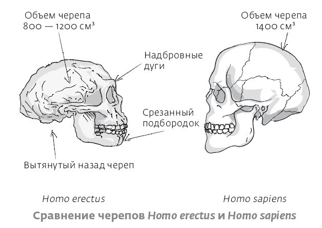 Иллюстрация к книге — Сапиенс для пляжа: изучаем происхождение человека [i_018.jpg]