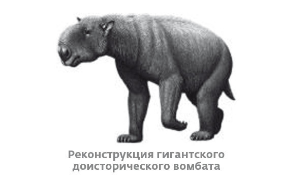 Иллюстрация к книге — Сапиенс для пляжа: изучаем происхождение человека [i_040.jpg]