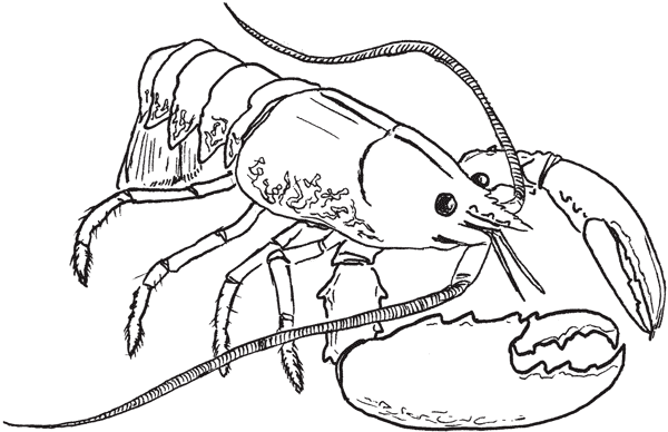 Иллюстрация к книге — Красноречие сардинки. Невероятные истории подводного мира [i_007.jpg]
