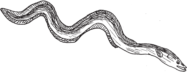 Иллюстрация к книге — Красноречие сардинки. Невероятные истории подводного мира [i_011.jpg]