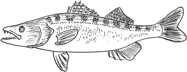 Иллюстрация к книге — Красноречие сардинки. Невероятные истории подводного мира [i_012.jpg]