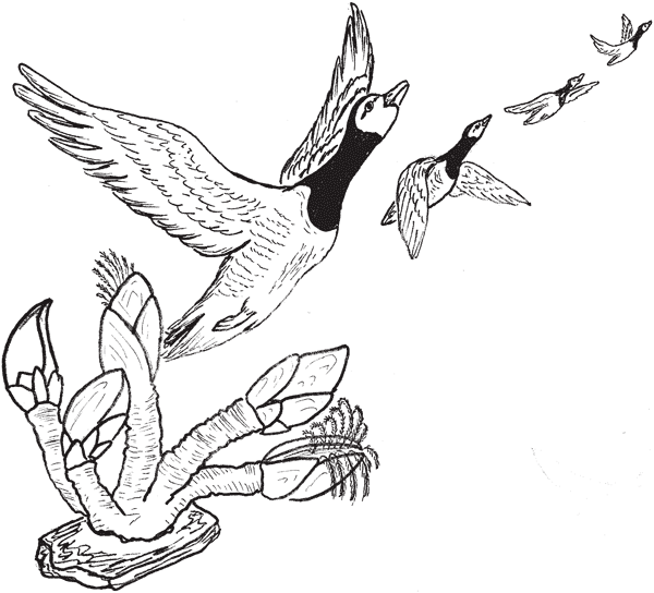 Иллюстрация к книге — Красноречие сардинки. Невероятные истории подводного мира [i_014.jpg]