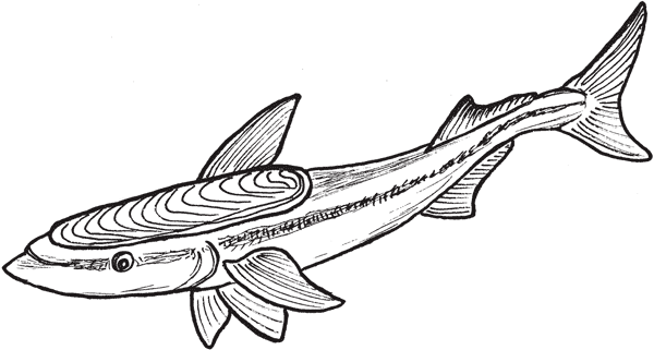 Иллюстрация к книге — Красноречие сардинки. Невероятные истории подводного мира [i_015.jpg]