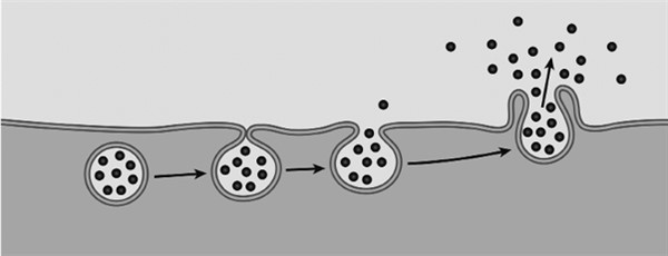 Иллюстрация к книге — Иммунитет умнее мозга. Главная система нашего организма [i_006.jpg]