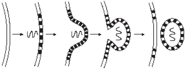 Иллюстрация к книге — Иммунитет умнее мозга. Главная система нашего организма [i_007.jpg]