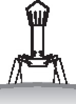 Иллюстрация к книге — Иммунитет умнее мозга. Главная система нашего организма [i_013.jpg]