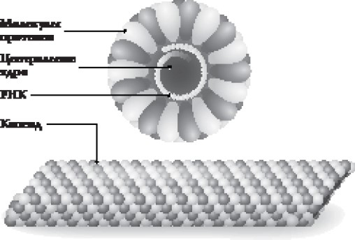 Иллюстрация к книге — Иммунитет умнее мозга. Главная система нашего организма [i_018.jpg]