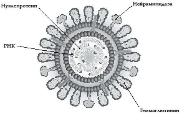 Иллюстрация к книге — Иммунитет умнее мозга. Главная система нашего организма [i_019.jpg]