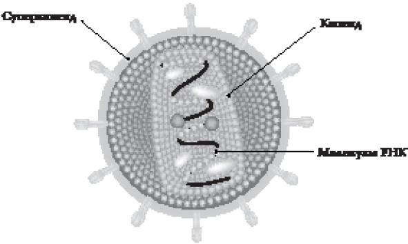 Иллюстрация к книге — Иммунитет умнее мозга. Главная система нашего организма [i_022.jpg]