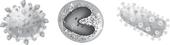 Иллюстрация к книге — Иммунитет умнее мозга. Главная система нашего организма [i_023.jpg]