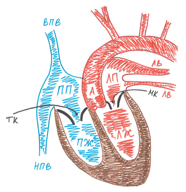 Иллюстрация к книге — Как жить после инфаркта [i_002.jpg]