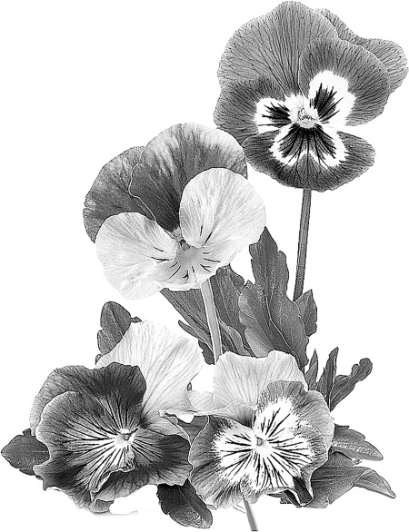 Иллюстрация к книге — Фитотерапия для детей. Травы жизни [i_001.jpg]