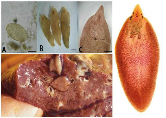 Иллюстрация к книге — Аллергия. Истинные причины. Лечение [i_015.jpg]