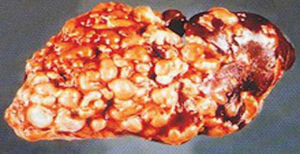 Иллюстрация к книге — Аллергия. Истинные причины. Лечение [i_020.jpg]