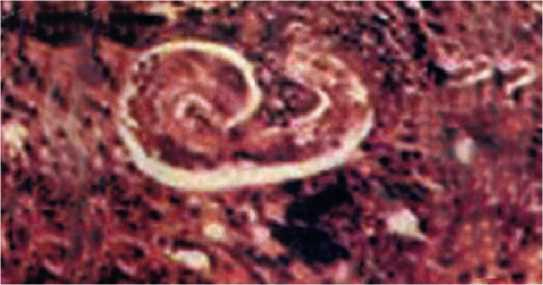 Иллюстрация к книге — Аллергия. Истинные причины. Лечение [i_024.jpg]