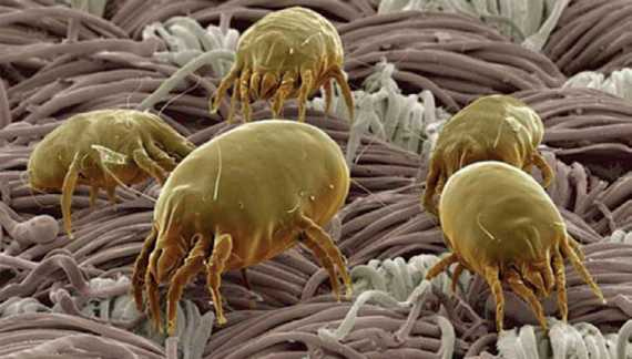 Иллюстрация к книге — Аллергия. Истинные причины. Лечение [i_034.jpg]