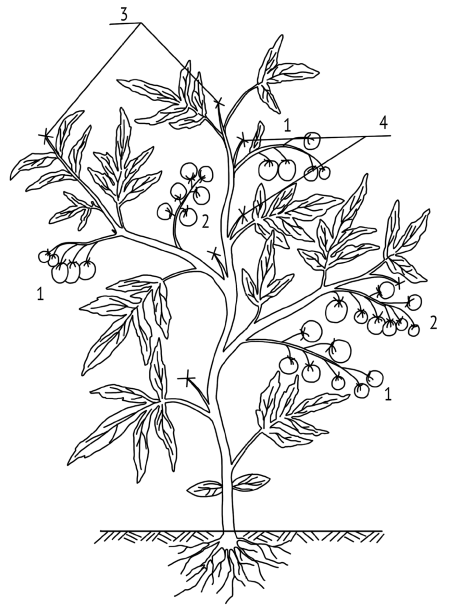 Иллюстрация к книге — Как заработать на своем огороде и не превратиться в раба [i_009.jpg]