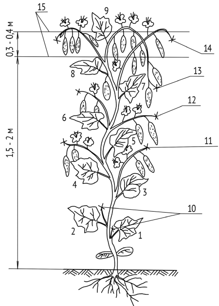 Иллюстрация к книге — Как заработать на своем огороде и не превратиться в раба [i_010.jpg]