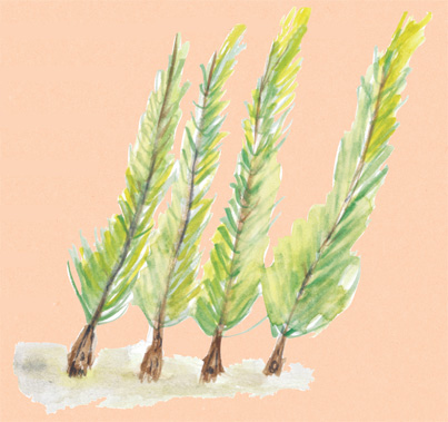 Иллюстрация к книге — Время услышать себя. Практики осознанности, доброты и сострадания к себе на целый год [img_113.jpg]