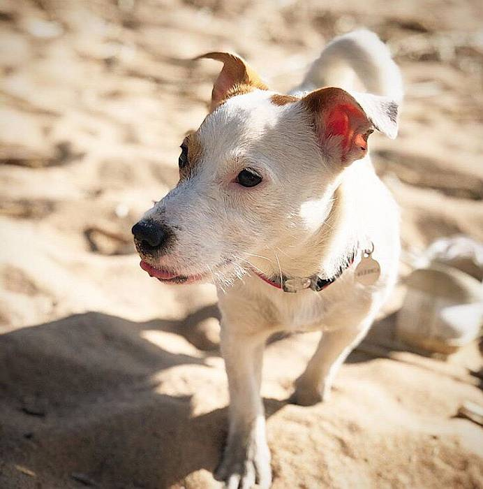 Иллюстрация к книге — Хорошая собака плохой породы не бывает [i_005.jpg]