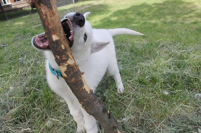 Иллюстрация к книге — Хорошая собака плохой породы не бывает [i_019.jpg]