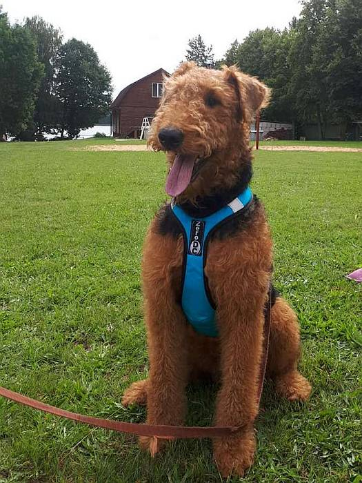 Иллюстрация к книге — Хорошая собака плохой породы не бывает [i_031.jpg]