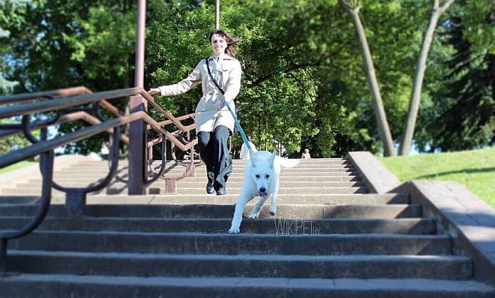 Иллюстрация к книге — Хорошая собака плохой породы не бывает [i_035.jpg]