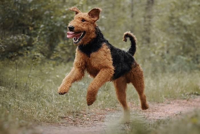 Иллюстрация к книге — Хорошая собака плохой породы не бывает [i_037.jpg]