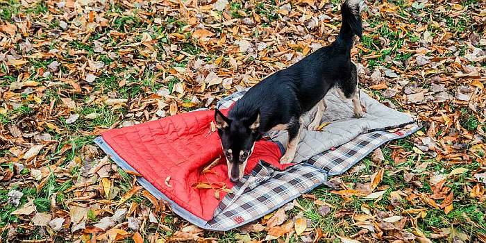 Иллюстрация к книге — Хорошая собака плохой породы не бывает [i_043.jpg]