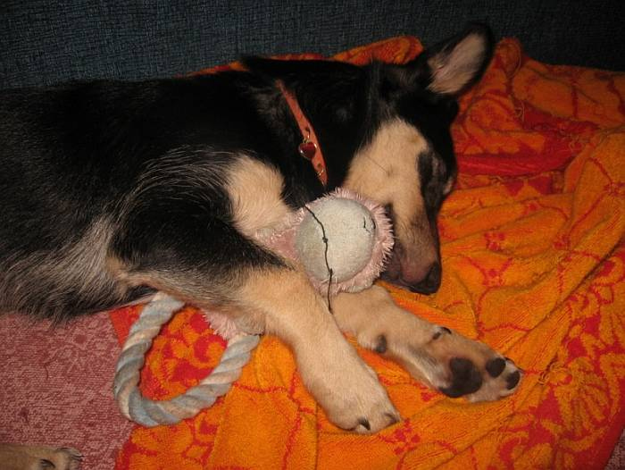 Иллюстрация к книге — Хорошая собака плохой породы не бывает [i_045.jpg]