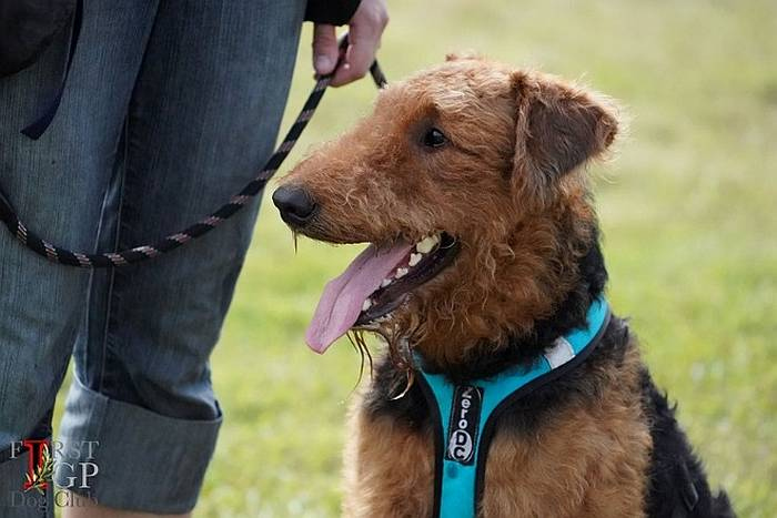 Иллюстрация к книге — Хорошая собака плохой породы не бывает [i_059.jpg]