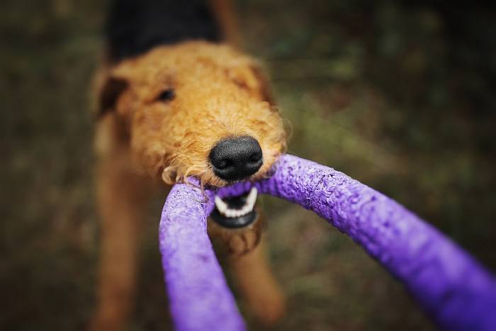 Иллюстрация к книге — Хорошая собака плохой породы не бывает [i_065.jpg]