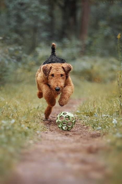 Иллюстрация к книге — Хорошая собака плохой породы не бывает [i_067.jpg]