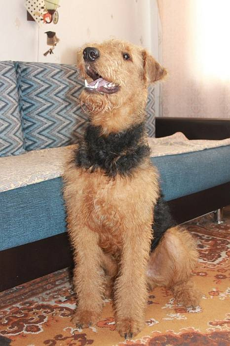 Иллюстрация к книге — Хорошая собака плохой породы не бывает [i_068.jpg]